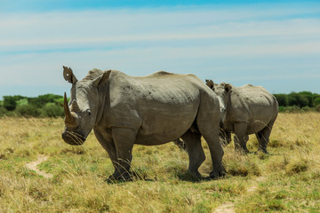 Obraz premium White Rhino in the Nxai Pan Park, Botswana, Africa