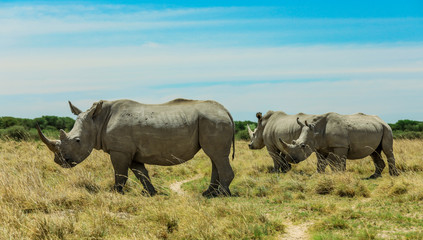 White Rhino in the Nxai Pan Park, Botswana, Africa