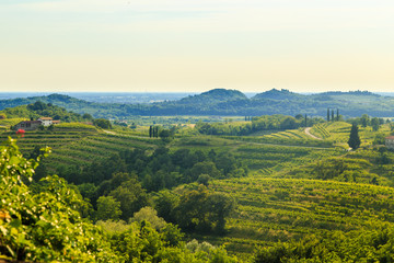 Fototapeta premium Sunset in the vineyards of Rosazzo