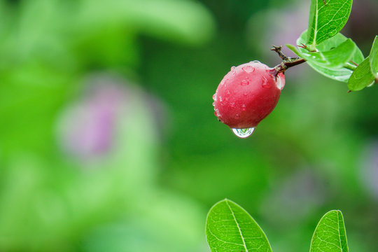 Carissa carandas, Carunda, Koromcha tree, Karonda seeds, tropical citrus karanda or koromcha fruit, fresh karanda with Water drop