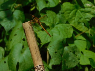 Dragonfly on bamboo