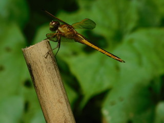 Dragonfly on bamboo
