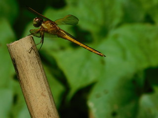 Dragonfly on bamboo