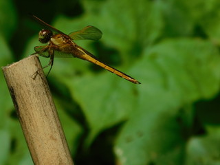 Dragonfly on bamboo