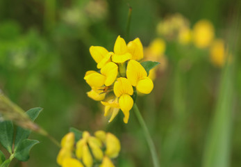 Lotus corniculatus flower, Common names include common bird's foot trefoil, eggs and bacon and just bird's foot trefoil