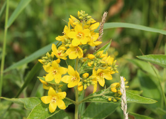 Lysimachia vulgaris flower, the garden loosestrife, yellow loosestrife, or garden yellow loosestrife, blooming in summer