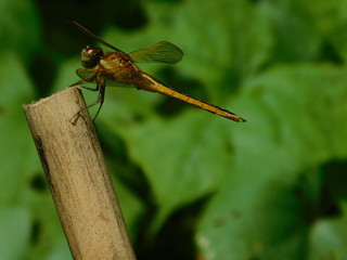 Dragonfly on bamboo