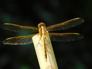 Dragonfly on bamboo
