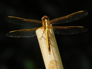 Dragonfly on bamboo