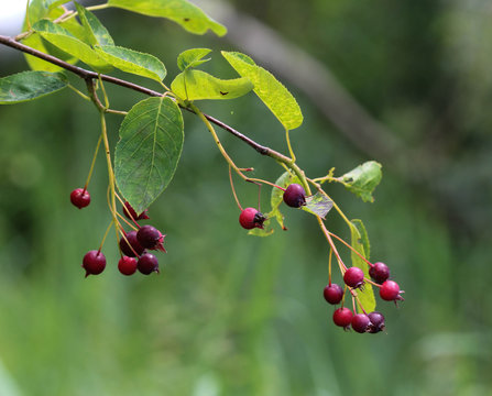 Amelanchier ovalis berry, commonly known as snowy mespilus