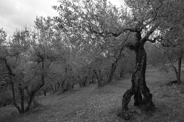 Montefranco Umbria Italy La Valnerina Olive trees