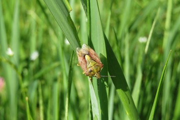 Beautiful shieldbug on natural green grass background in the meadow, closeup