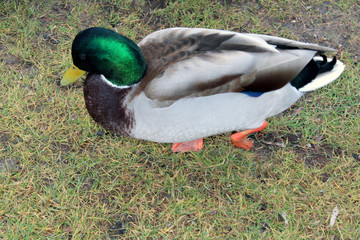 Germano reale a passeggio