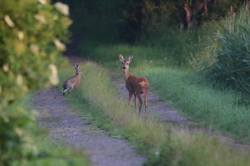 Reh mit Hase auf Feldweg