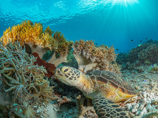 Sealife Tubbataha Reef (Philippines)