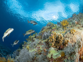 Fototapeta na wymiar Sealife Tubbataha Reef (Philippines)