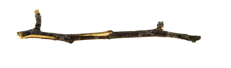 Dry tree twigs branches isolated on white background. close-up