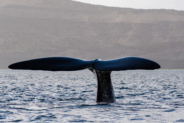 Cola de Ballena