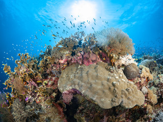 Sealife Tubbataha Reef (Philippines)