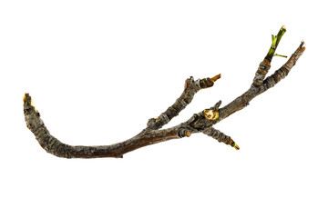 Dry tree twigs branches isolated on white background. close-up