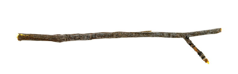 Dry tree twigs branches isolated on white background. close-up