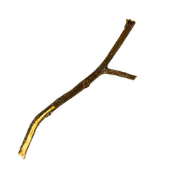 Obraz premium Dry tree twigs branches isolated on white background. close-up