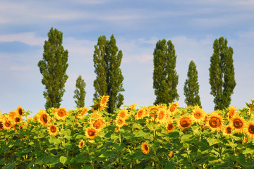 Common sunflower and summer, Auvergne, France.