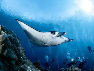 Manta Ray Tubbataha Reef (Philippines)