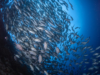 Fototapeta na wymiar Sealife Tubbataha Reef (Philippines)