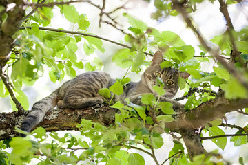 cat with frightened eyes on the tree closeup view