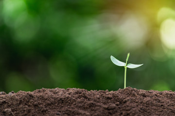 Small trees are growing on the ground incomplete in soft green nature background.
