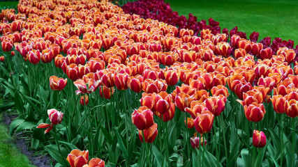 pink and white tulip flowers in spring garden, park.