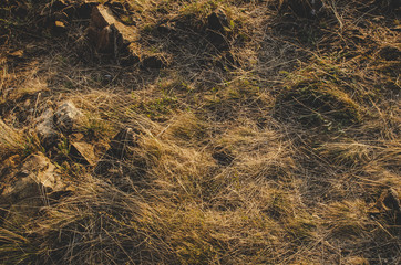 Fototapeta na wymiar yellow grass and stones as background