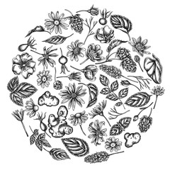 Round floral design with black and white celandine, chamomile, dog rose, hop, jerusalem artichoke, peppermint