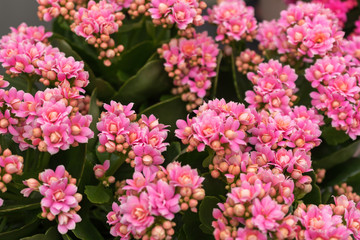 pink kalanchoe Saxifragales Crassulaceae Kalanchoe flower bloom.
