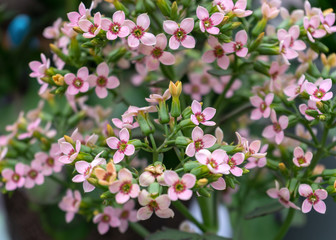 pink kalanchoe Saxifragales Crassulaceae Kalanchoe flower bloom.