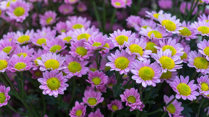 Fototapeta premium beautiful pink Chrysanthemum flowers in summer garden.