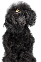 Black Toy Poodle puppy on white background
