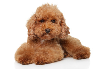 Red Toy Poodle puppy lying on white background
