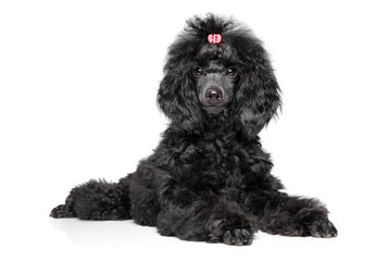 Black Toy Poodle puppy on white background