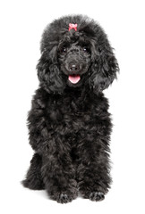 Happy Toy Poodle puppy on white background