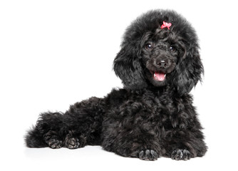 Black Toy Poodle puppy graceful lying