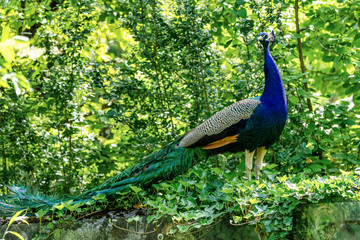 Obraz premium Indian Peacock or Blue Peacock, Pavo cristatus in the zoo