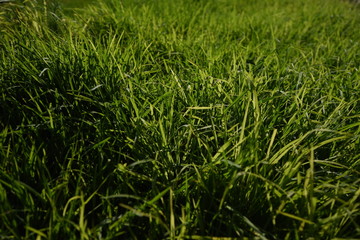 green grass