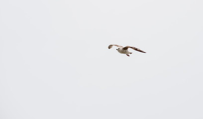 one Seagulls flying Bird Seagull seaside animal fly