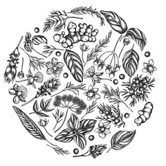 Fototapeta premium Round floral design with black and white angelica, basil, juniper, hypericum, rosemary, turmeric