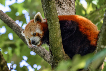 The red panda, Ailurus fulgens, also called the lesser panda.