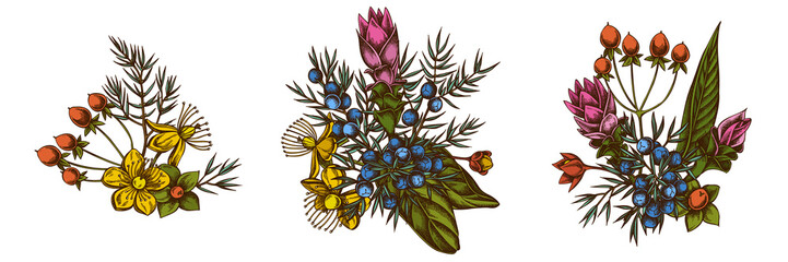 Flower bouquet of colored juniper, hypericum, turmeric - obrazy, fototapety, plakaty