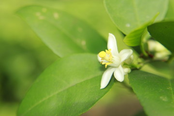   Macro closeup of white color Lemon (Citrus limon) flower. lemon blossom on tree.