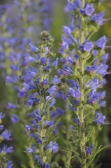 décollage d'abeille